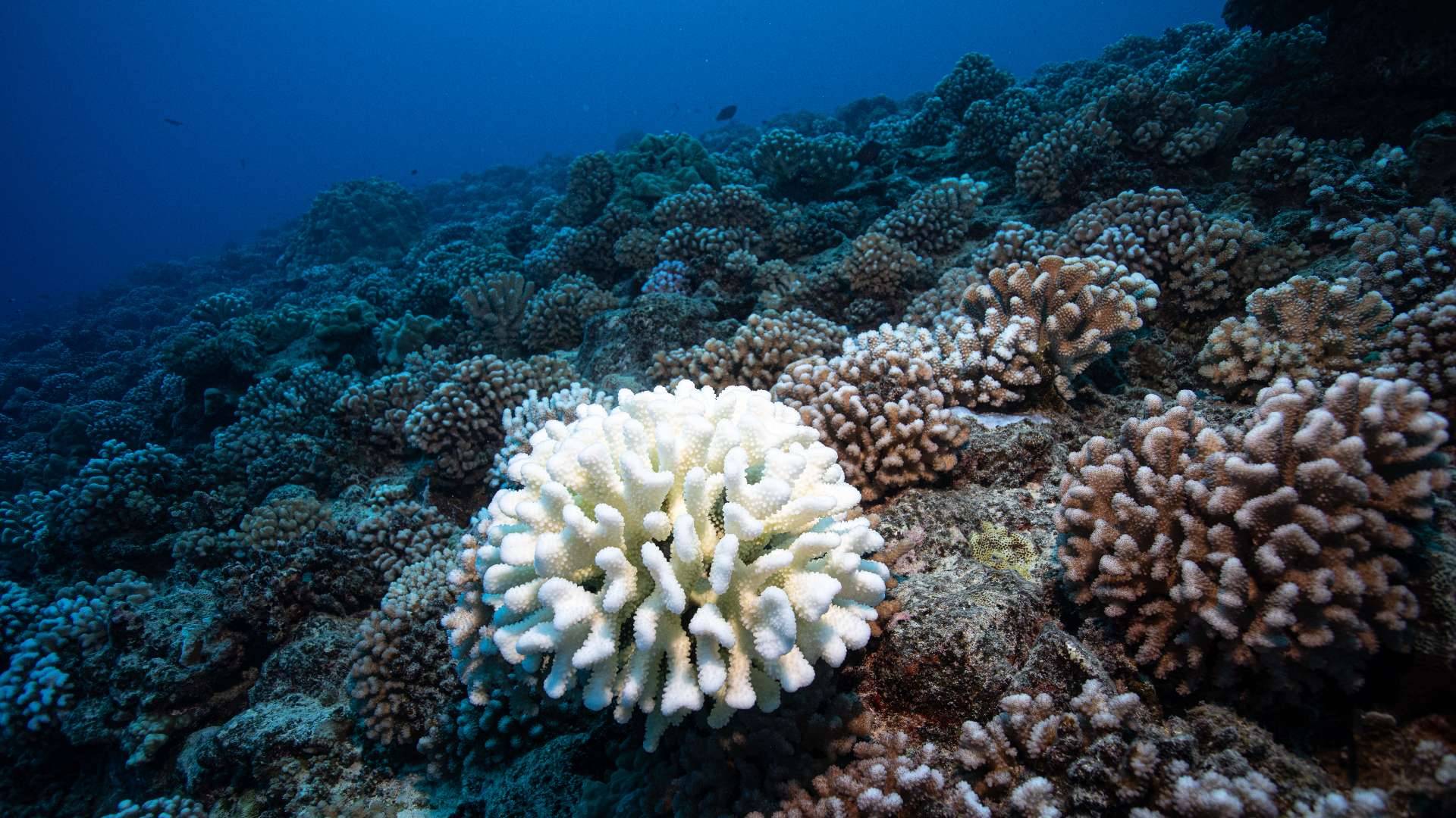 Ocean as Carbon Sink