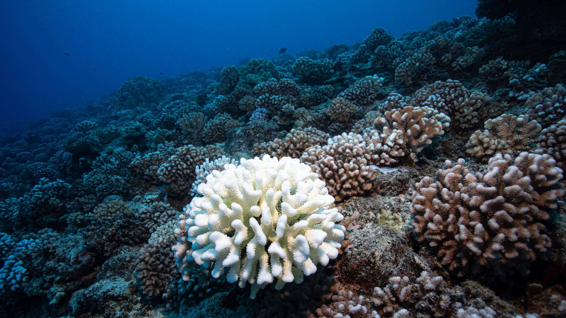 Ocean as Carbon Sink